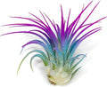 Ionantha Guatemala Tillandsia Air Plant, Guatemala Tillandsia Live Airplant, Healthy Arrival Guaranteed, Great Indoor Plant, Home Decor & Gift (Rainbow)