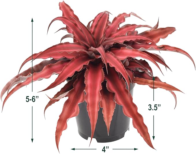 Cryptanthus Super Red Earth Star Live Indoor Plant in 4 in. Plastic Grower Pot **8*Cannot Ship to California and Hawaii**