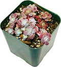Live Succulent Cactus Plants from USKC (2" Pot) (Sedum spathulifolium Carnea)