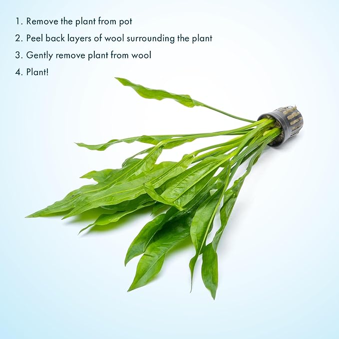 SubstrateSource Amazon Sword Echinodorus Bleheri Live Plant for Freshwater Aquariums, Natural Fish Tank Decorations, and Aquatic Decor (1 Pot (2-3 Plants))