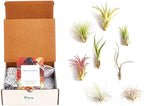 Shop Succulents | Assorted Collection of Live Air Plants, Hand Selected Variety Pack of Air Succulents | Collection of 8