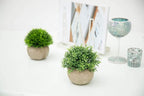 Velener 2Pcs Mini Artificial Boxwood Topiary Faux Plants Indoor- Small Fake Plants Decor Magnolia Home Office Desk Cubicle Farmhouse Kitchen Bookshelf Bedroom Bathroom Decor, Aloe Vera Zen Garden