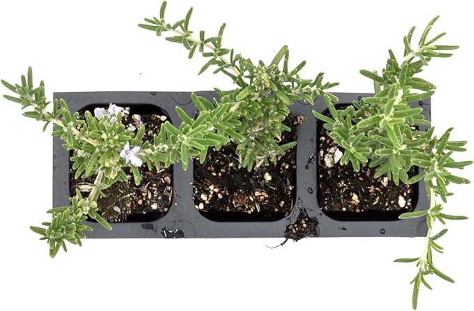3 Creeping Rosemary in 2.5” Nursery Cubes (Rosmarinus officinalis ‘Prostratus’) | Evergreen Aromatic Groundcover Herb for Rock Gardens, Walls & Containers | Ready-to-Plant Live Starter Plants