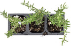 3 Creeping Rosemary in 2.5” Nursery Cubes (Rosmarinus officinalis ‘Prostratus’) | Evergreen Aromatic Groundcover Herb for Rock Gardens, Walls & Containers | Ready-to-Plant Live Starter Plants