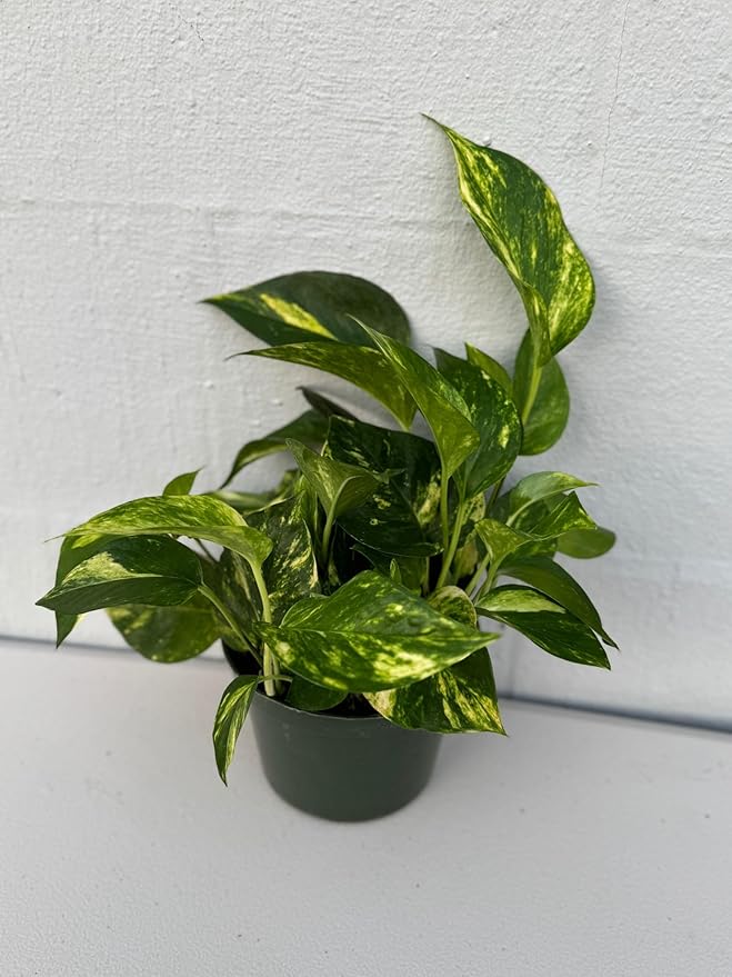 PLANTVERS Golden Pothos in a 6" Grow Pot | Epipremnum Aureum | Devil’s Ivy Indoor Vine | Air Purifying Plant | Low Maintenance & Easy Care Indoor Plant | Tropical Vining Plant | Trailing Houseplant