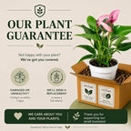 Anthurium Purple Zizou Flowering Live Plant, Houseplant with Long Lasting Blooms, Easy-Care Anthurium for Indoor Decor