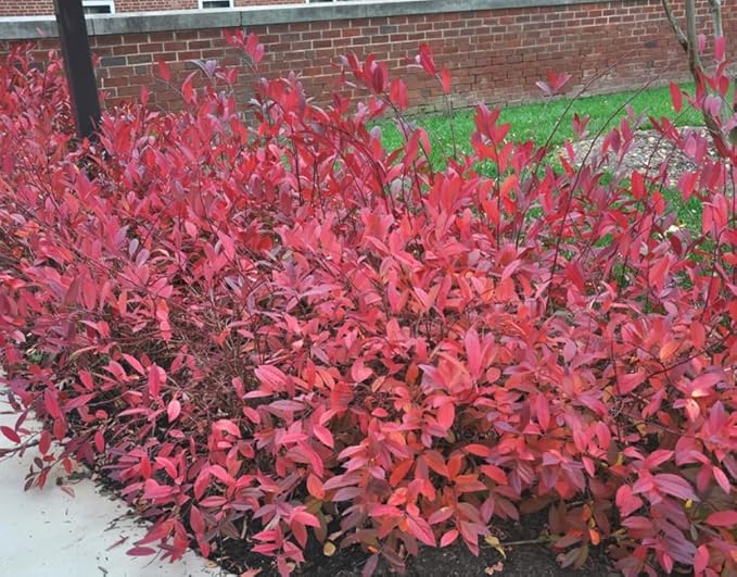 Virginia Sweetspire Shrub - 12-18" Tall Live Plant - Quart Pot - Henry's Garnet Bush Seedling - Itea Virginica 'Henrys Garnet'