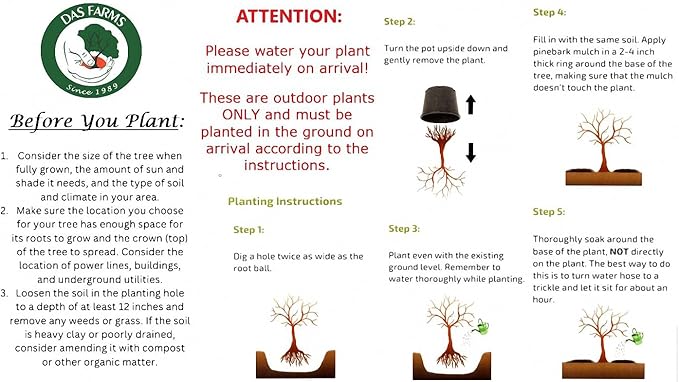 Large American Red Maple Shade Tree - Live Plant Shipped 5 to 6 Feet Tall by DAS Farms