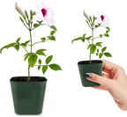 My Shelfie - Pink Bower Flower Vine, Pink Plant Vine for Trellises, Railings, Balconies, and More, 5-6 Inches Tall Live Plants in 2-Inch Pot, Outdoor Plant for USDA Zones 9-11