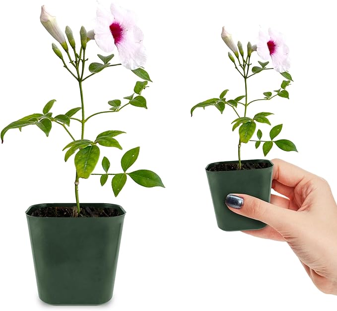 My Shelfie - Pink Bower Flower Vine, Pink Plant Vine for Trellises, Railings, Balconies, and More, 5-6 Inches Tall Live Plants in 2-Inch Pot, Outdoor Plant for USDA Zones 9-11