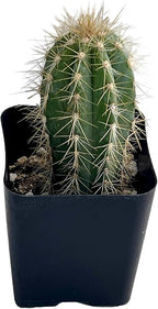 Fat Plants San Diego Mini Cactus Plants in Plastic Planters