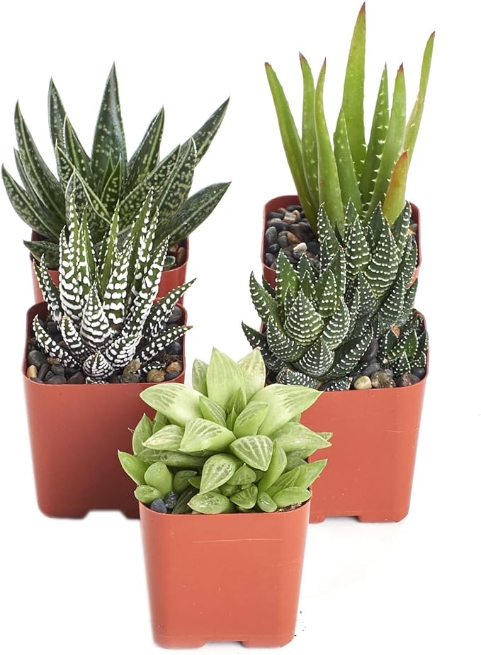 Shop Succulents | Haworthia Collection | Assortment of Hand Selected, Fully Rooted Alluring Miniature Aloe Live Indoor Succulent Plants, 5-Pack