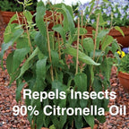 Lemon Eucalyptus (Corymbia citriodora) Live Plant - Fragrant Indoor/Outdoor Plant with Natural Insect Repellent Citronella Oil (4 eucal-Lemon sacs)