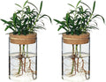 Separated Desktop Glass Flower Vases - Ideal Plants Propagation Stations for Living Room, Bedroom Decoration,Home Decor (2)