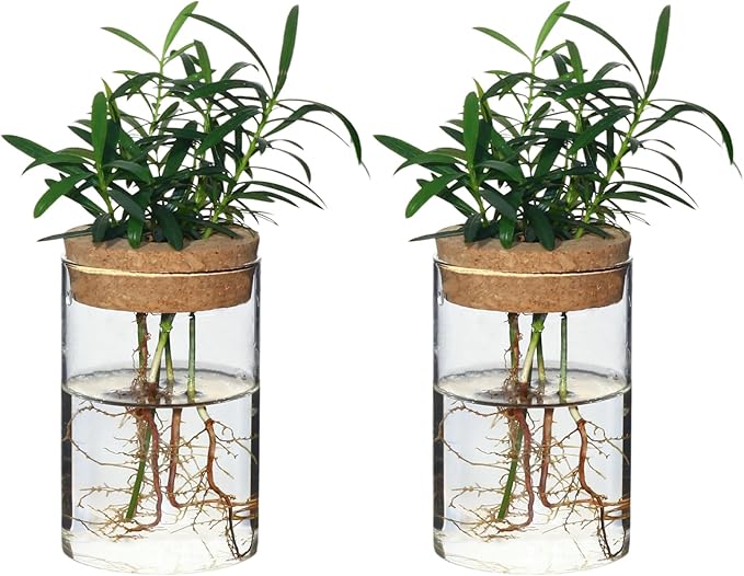 Separated Desktop Glass Flower Vases - Ideal Plants Propagation Stations for Living Room, Bedroom Decoration,Home Decor (2)
