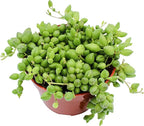 Live Succulent 4" String of Tears, Succulents Plants Live, Succulent Plants Fully Rooted, House Plant for Home Office Decoration, DIY Projects, Party Favor Gift by The Succulent Cult