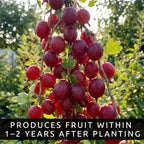 2 Red Gooseberry Bush Live Plants – Edible Fruit Shrubs for Planting, Sweet-Tart Berries, Hardy Outdoor Garden Plants, Cold Tolerant, Backyard Orchard, Full Sun to Partial Shade (2 Plants)