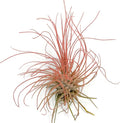 Thin Colored Air Plant, Live Tillandsia House Plant, Easy Care Indoor Outdoor, Great Gift, Healthy Arrival Guaranteed, (Peach)