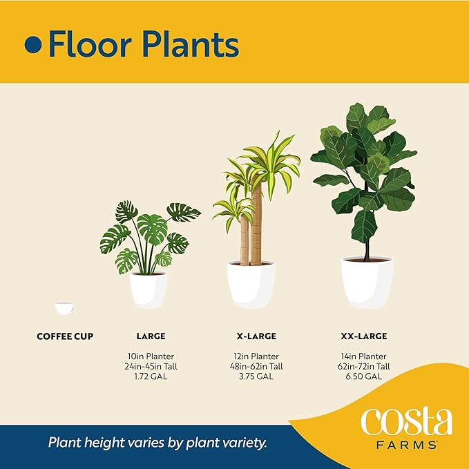 Costa Farms Cat Palm, Live Indoor Houseplant in Décor Planter, Tree-Like Floor House Plant Potted in Soil, Housewarming Gift for New Home, Living Room or Office Decor, Patio Decor, 3-4 Feet Tall
