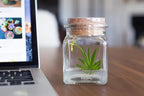 Bloomify Award Winning, Maintenance Free Dancing Orchid Terrarium - Psygmorchis Pusilla - Miniature, No Green Thumb Necessary, Great for Work, Home, Unique Gift.