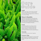American Plant Exchange Foxtail Fern – 6-Inch Pot – Live Easy Care Tropical Plant with Arching Needle-Like Foliage for Indoor Décor, Patios, Containers, Hanging Baskets & Garden Landscapes
