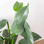 Philodendron Silver Sword Live Plant for Indoor | Different Houseplants in 4'' & 6'' Pot | Real House Plant for Living Room, Office, Desk & Bathroom | Silver Sword hastatum
