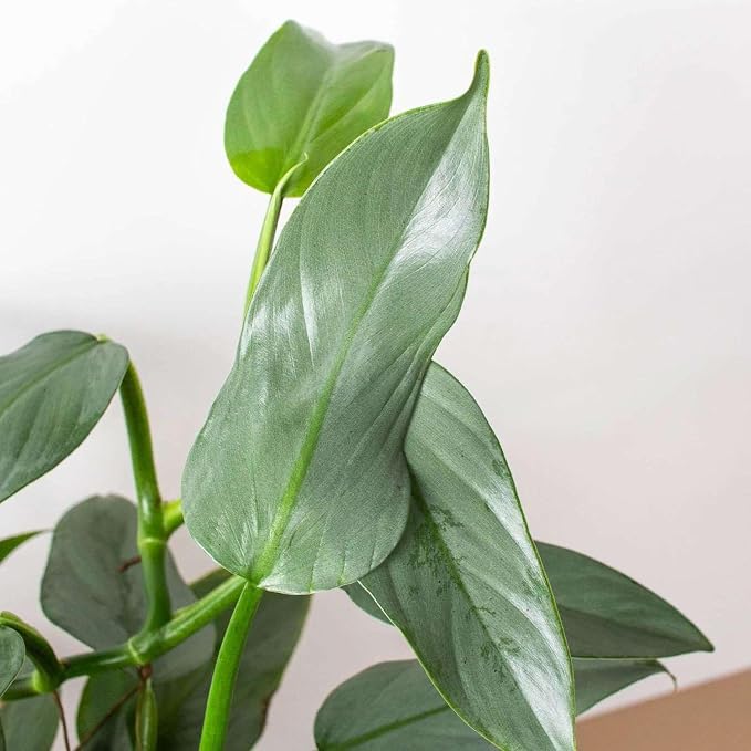 Philodendron Silver Sword Live Plant for Indoor | Different Houseplants in 4'' & 6'' Pot | Real House Plant for Living Room, Office, Desk & Bathroom | Silver Sword hastatum