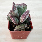 Sprout N Green Adromischus triflorus 'Calico Hearts' Succulent, Live Plant Rooted in 2" Pot, Indoor Outdoor Office Home Holiday Wedding Décor Party Favor DIY Projects, Easy to Care