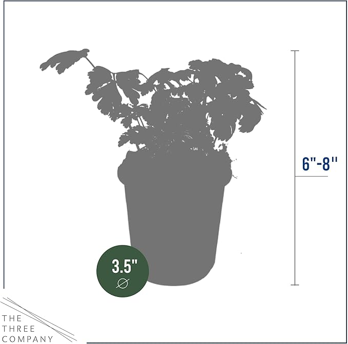 Live Aromatic and Edible Herb - Parsley (4 Per Pack), Boosts Immune System, 8" Tall by 4" Wide