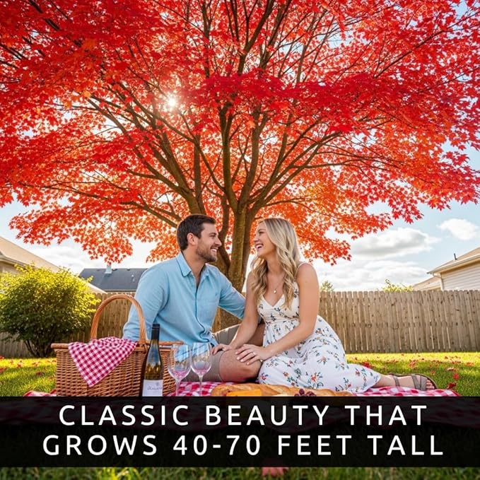 50+ Red Maple Seeds for Planting Outdoors - Heirloom Maple Tree Seeds (Acer rubrum)