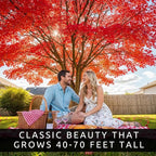 50+ Red Maple Seeds for Planting Outdoors - Heirloom Maple Tree Seeds (Acer rubrum)