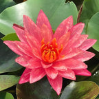 Mainam Red Nymphaea Wanvisa Live Aquarium Plant Hardy Water Lilies Tuber for Freshwater Fish Pond Balcony