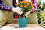 7 Inch Plant Pots 5 Pack, Flower Planters with Drainage Holes and Trays,Plastic Pots for Indoor Outdoor Plants,Green