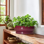 Bonsai Pots 10 Inch - Ceramic Succulent Planters for Indoor Plants Outdoor, Round Succulent Pots with Drainage Hole and Tray, Shallow Planter, Room Decor, Gifts for Plant Lovers, Wine Red