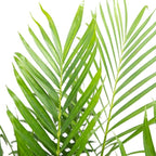 American Plant Exchange Live Cat Palm – 6-Inch Pot – Tropical Houseplant with Soft Arching Green Fronds, Pet-Friendly Easy Care Indoor Plant for Homes, Apartments, Offices & Indoor Jungle Décor