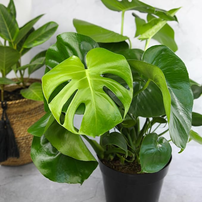Monstera Deliciosa Live Plant (Approx. 2 ft Tall) in 8IN Grower Pot, Air Purifying Plants Indoor Plants Live Houseplants, Monstera Plant Live Plants Indoor House Plants by Plants for Pets