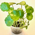 Pennywort Live Plant, Also Know as hydrocotyle vulgaris aqurium Plant, a Live Bundle Plant for Home or Garden, Easy to Grow in Pond or Moist Pot.