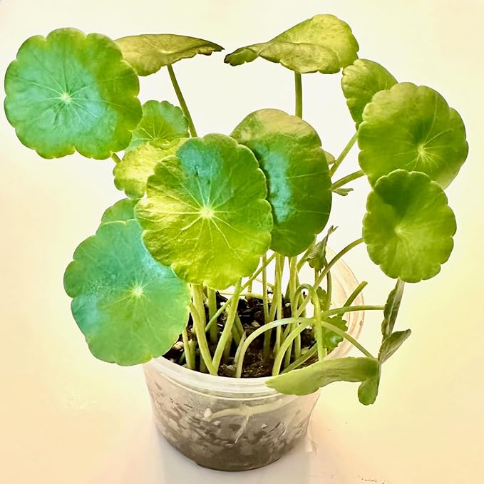 Pennywort Live Plant, Also Know as hydrocotyle vulgaris aqurium Plant, a Live Bundle Plant for Home or Garden, Easy to Grow in Pond or Moist Pot.