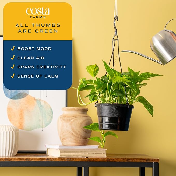 Costa Farms Golden Pothos Live Plant in Hanging Grower Pot, Easy-Care, Air Purifying Indoor Houseplant, Home, Room, or Office Decor, Great House Warming or Birthday Gift, 8-10 Inches Tall