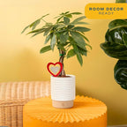 Costa Farms Money Tree Live Plant in Decorative Pot, Easy to Maintain, Air Purifying Braided Indoor Houseplant, Home, Room, or Office Decor, House Warming or Birthday Gift, 12-16 Inches Tall