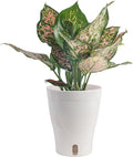 Costa Farms Trending Tropicals Aglaonema Live Indoor Plant, Self Watering Décor Plant Pot, 1 Foot Tall