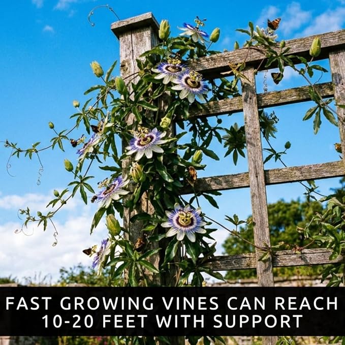Passion Flower Seeds 50+ Pack Grow Exotic Passion Vine Climbing Flowers for Trellis Fence or Containers Bonsai Option Fast Growing Ornamental Garden Plant