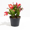 Christmas Cactus Plant Live - Perfect Holiday Decor, Thanksgiving Table Decorations, Christmas Room Decor - Rooted Indoor Live Plant (8" Height) (Heat Pack Included)