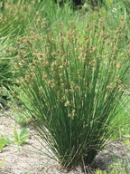 Perennial Farm Juncus Effusus (Common Rush/Soft Rush) – Live Ornamental Grass in 1 Quart, Upright Green Stems, Deer Resistant, Ideal for Rain Gardens, Water Features & Wetland Borders