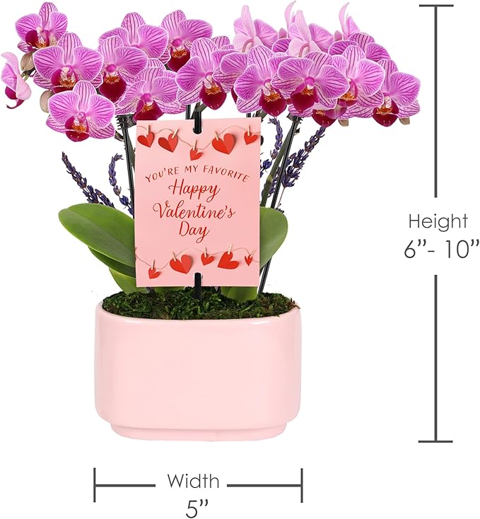 Green Circle Growers 4" Mini Pink Orchid with Lavender – Valentine’s Day Edition in Pink Ceramic Planter, Live Indoor Orchid Gift