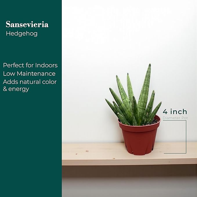 Sansevieria Hedgehog Live Snake Plant in 4" Pot – Compact Spiky Foliage, Easy Care, Low Light, Low Maintenance Indoor Houseplant