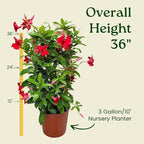 Mandevilla Live Plant - Trellis - Red Giant Flowering Mandevilla - Tropical Plants of Florida - Overall Height 36" (Plant Only)