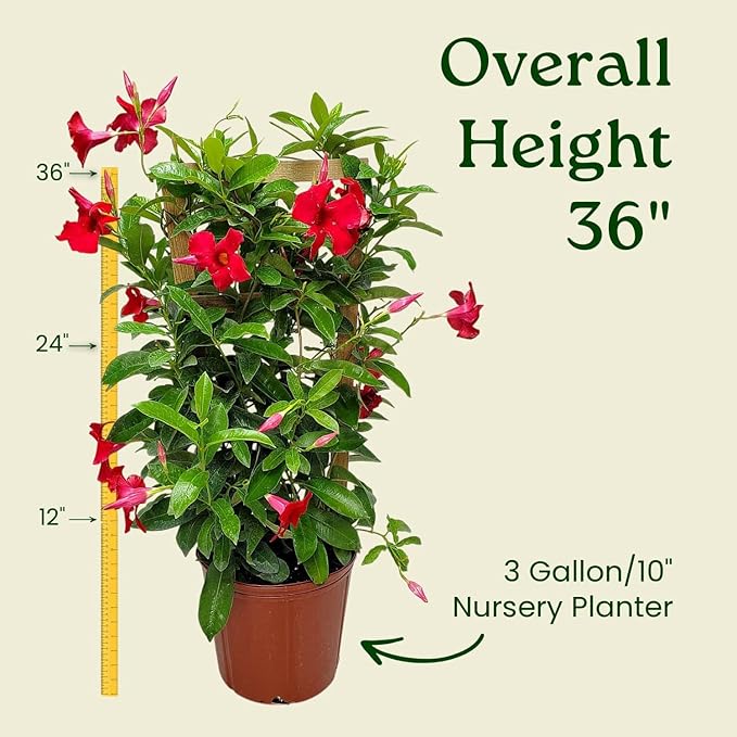 Mandevilla Live Plant - Trellis - Red Giant Flowering Mandevilla - Tropical Plants of Florida - Overall Height 36" (Plant Only)
