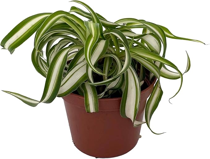 Bonnie Curly Spider Plant - Clean Air Plant - 2.5" Pot