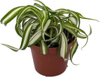 Bonnie Curly Spider Plant - Clean Air Plant - 2.5" Pot